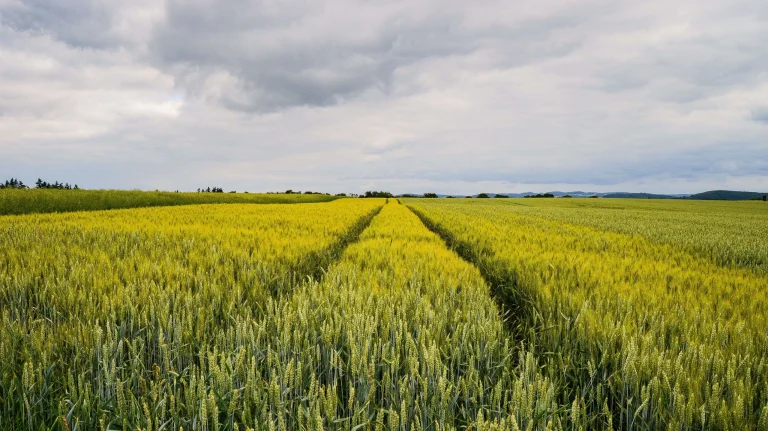 beautiful-shot-field-near-road-germany (3)